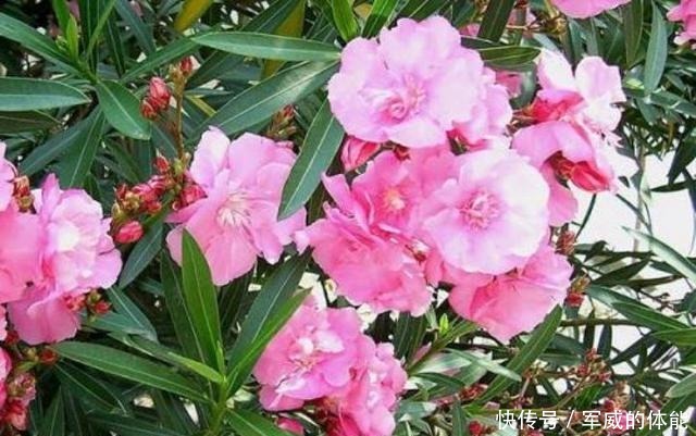 夹竹桃有毒,为什么还广泛种植呢!