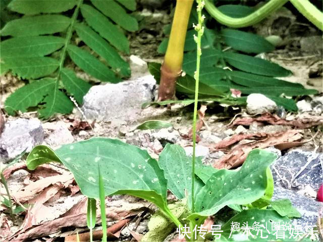 猪耳朵|农村有一种不起眼的野草,叶子与猪耳朵相似,市场售价5元一斤