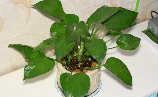 养“绿萝”，李大妈就用“它”，叶子大如掌，一窜10米长！