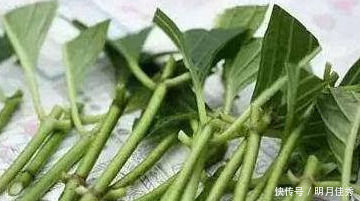 最容易扦插“成活”的3种花，方法特简单，2周就生根