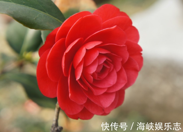 牡丹花|4种花“独受宠”，众多花友都爱养，一年四季开花不断，天天赏花