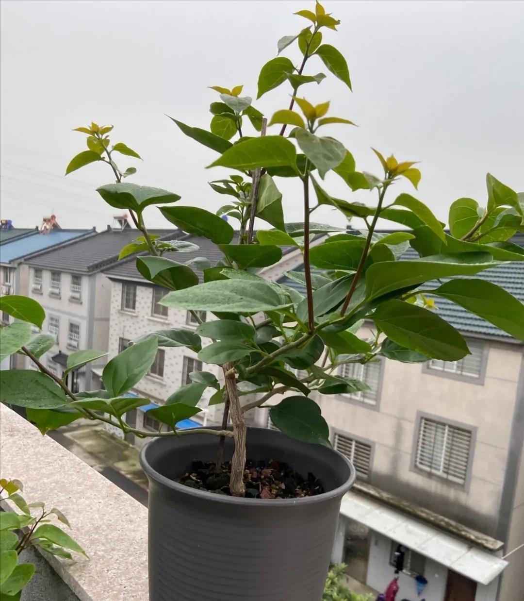 让三角梅全枝爆花的几个“要领”,满树新枝,出芽多,枝枝有花