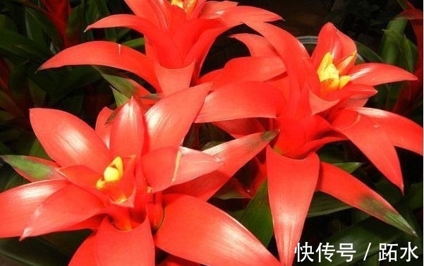 花养在家里,一整年都有好运气,开花漂亮财运来,一养就上瘾