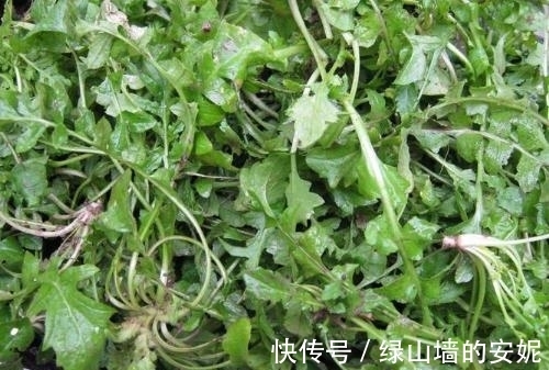 高钙|又到挖野菜的季节,农村这4种高钙野菜不可错过,不吃就太可惜