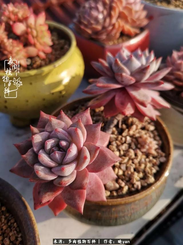 养多肉近四年,一路的走来,阳光总在风雨后!