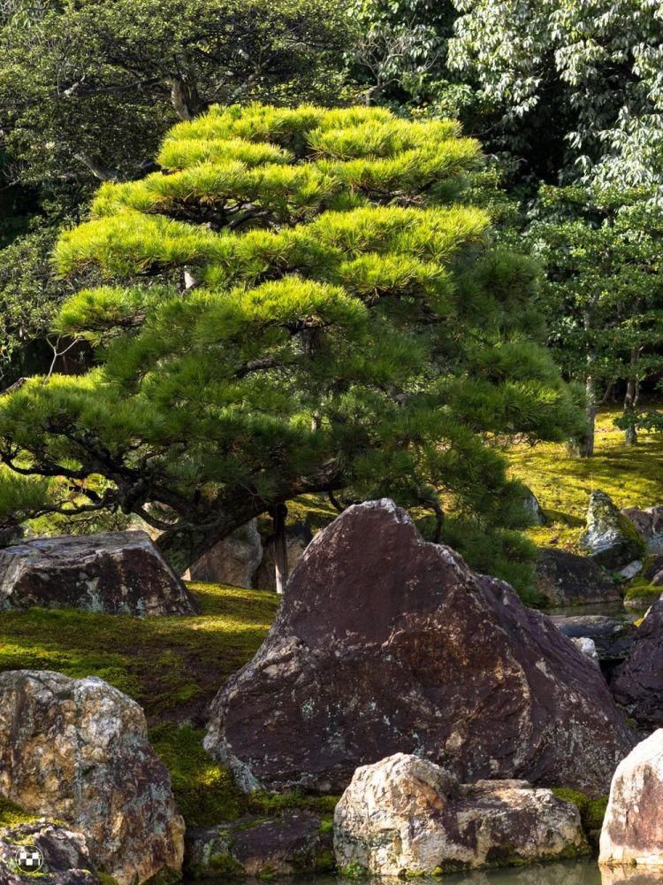 幕府|二条城：走过德川幕府的兴与衰