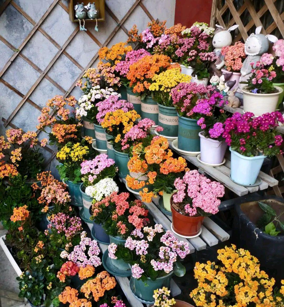 10种“吉利花”,“穷养”才能长大,越挤越壮实,越大越“旺家”