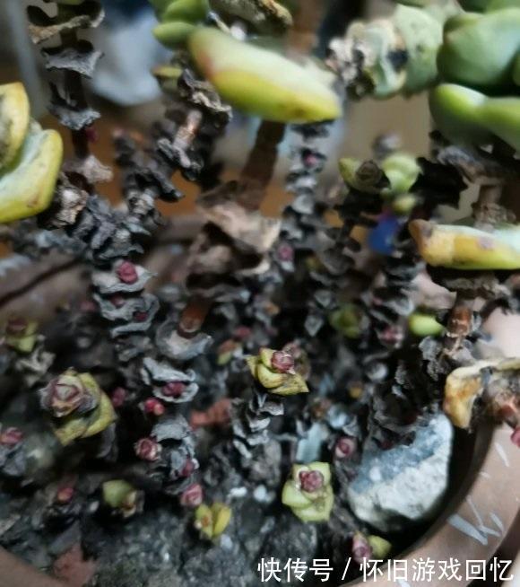 长成八爪鱼的多肉钱串,很好养,种到盆里就能长,就是没状态