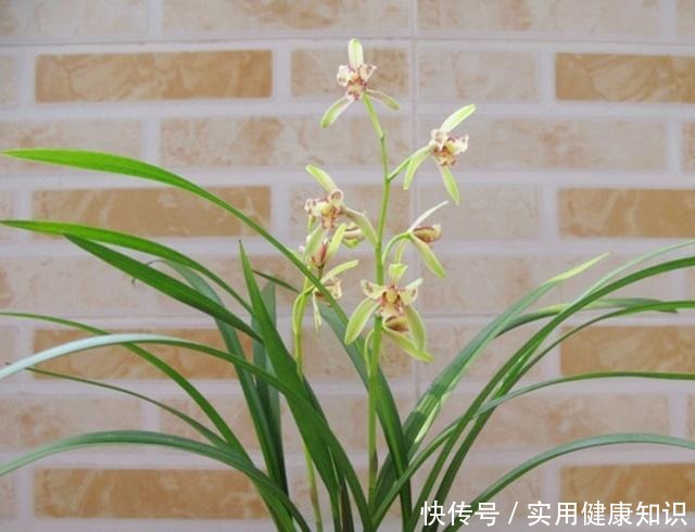 养兰花用什么肥我推荐这3种“肥水”,浇一浇,长得旺,花苞多!