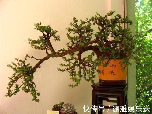 养花|养花少不了换盆，但这6个“坑”要注意，小心换一盆黄一盆！