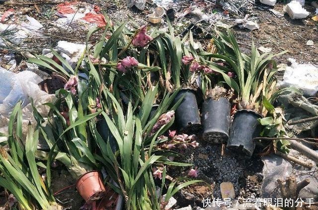 冬天出门“溜一圈”,看到“它们”捡回家,全都是养花宝贝!