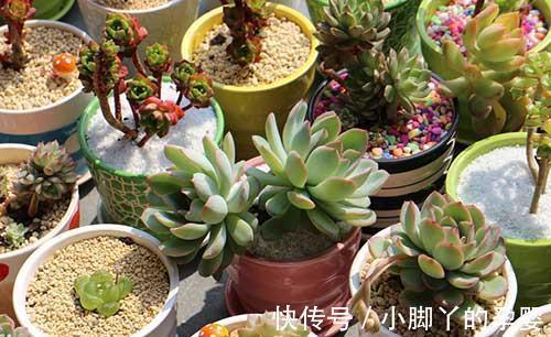 肉肉的冬天,你做好准备了吗