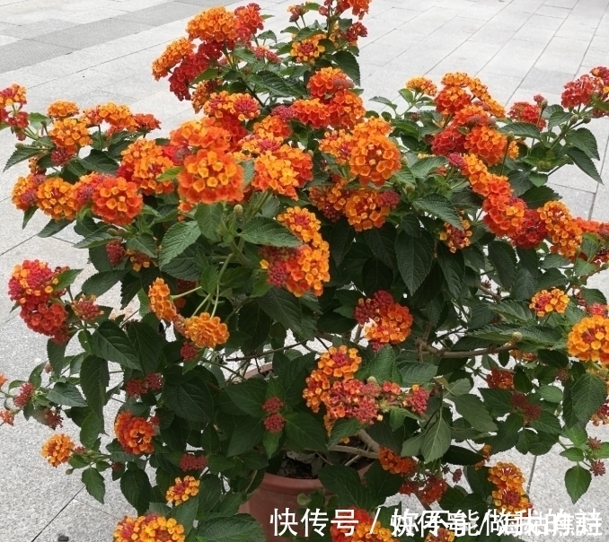 施肥|4种花给点水就呼呼长，不仅名字好听，花也超美，谁养谁喜欢