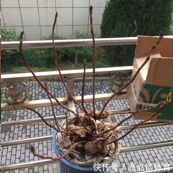 6种“硬气花”,冬天赶紧“扔出去”,冻一冻才壮,开花更劲爆