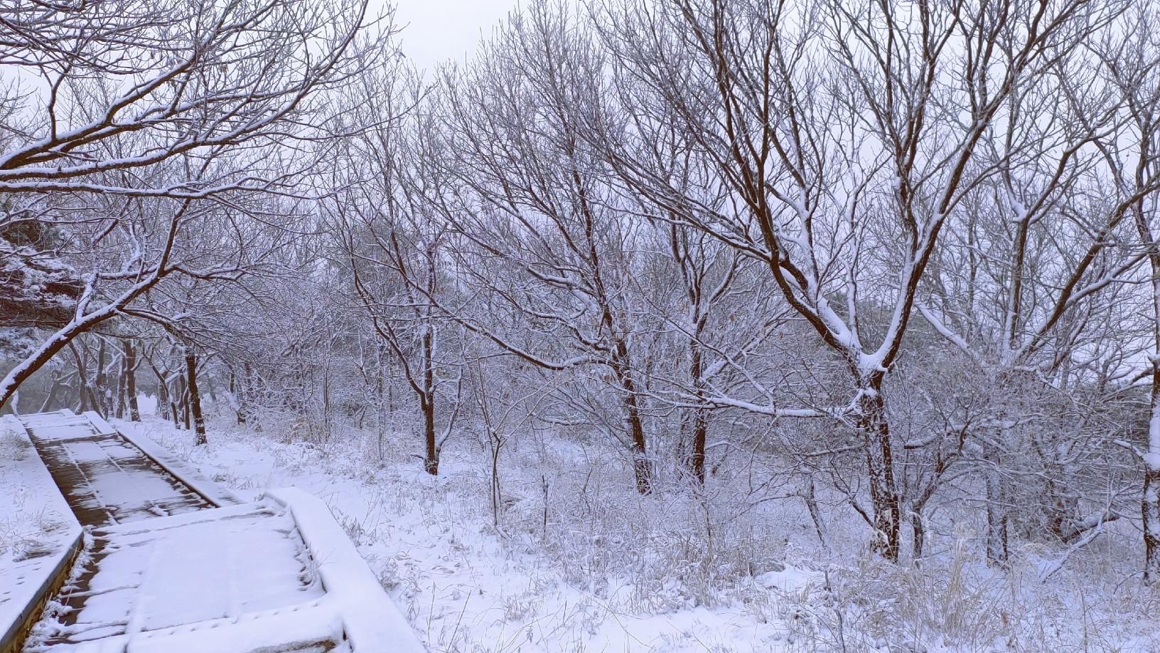  郑州|郑州这两个山区喜提雪花，市区的初雪啥时候来？