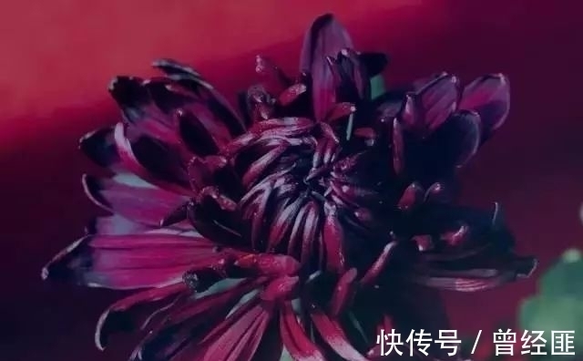 黑杰克|盘点：20种世界上最黑的花，黑的美，黑的妙，黑的呱呱叫