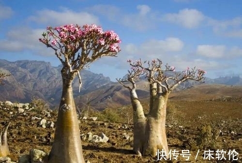 温度低,7种花怕“多浇水”,水多易冻伤,“干养”更健壮