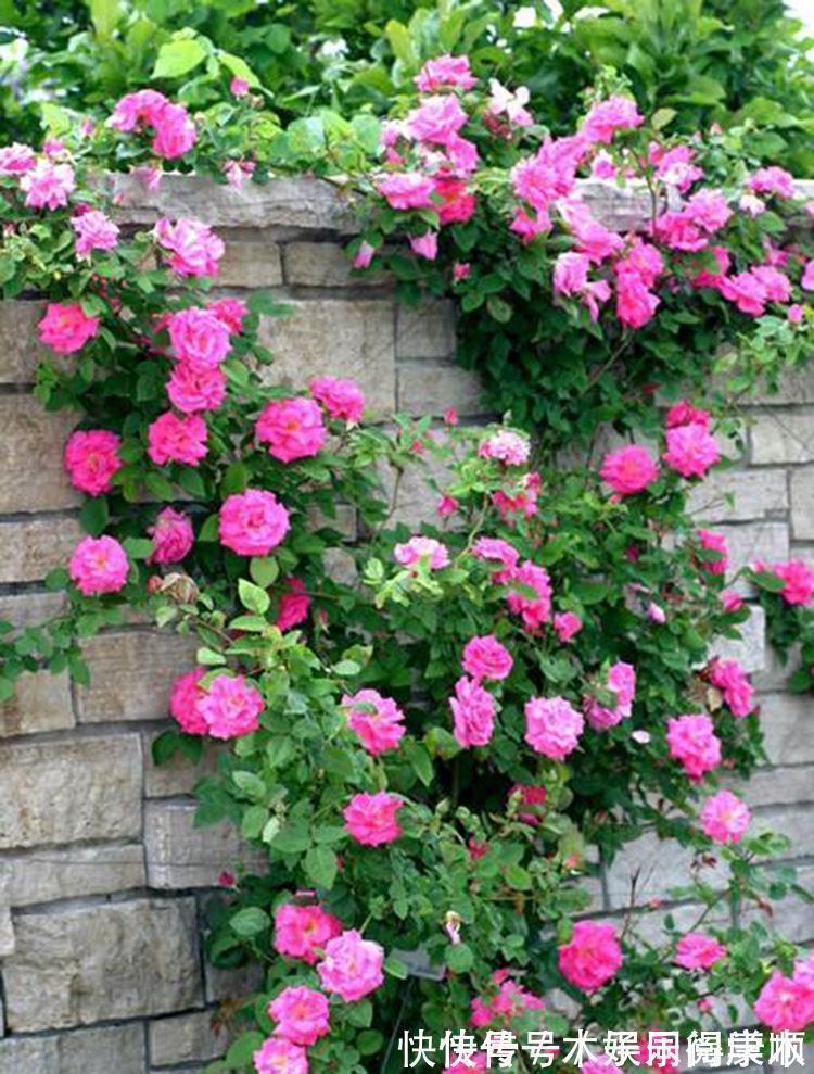 4种花要富养,根多“爱吃土”喜欢大花盆,用对了利于生长和开花