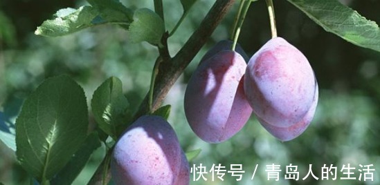 养肝|“肝”不好，不要慌！常吃1种“水果”，能养肝，促进排肝毒