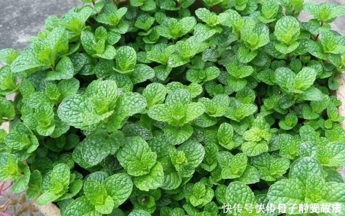 到了夏天,6种花变成“大水桶”,一天不浇就变丑,浇水就绿油油