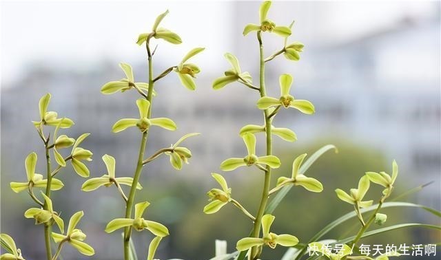 厨房这1料,养兰“特有效”,一洒一喷,兰花生根快,新芽蹿不停!