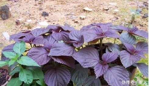 農村|農村這種常見野菜，老人最愛吃，能散寒理氣、止痛清痰，你吃過嗎