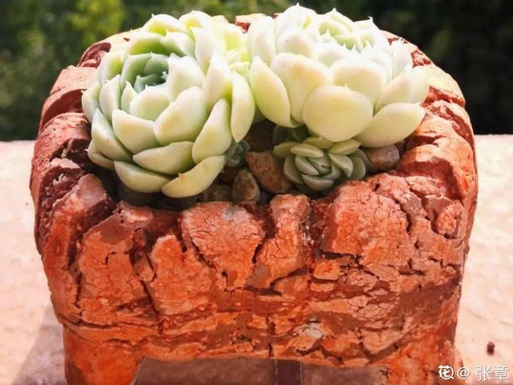 寒潮过后，多肉美出天际，颜色鲜艳明亮，真馋人！