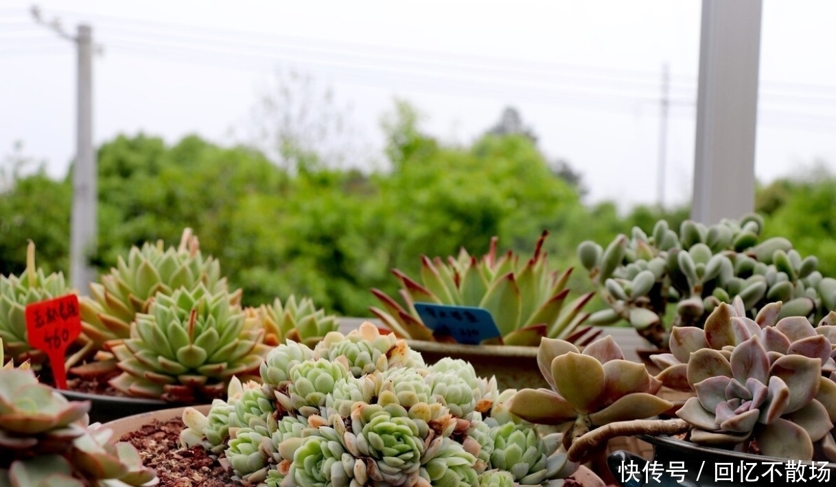 为了一盆花，家人关系彻底破裂，花有什么错？