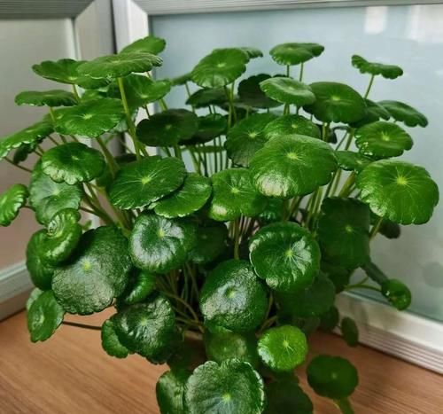 铜钱草养不好，给你支一招，只需做好两点就够了