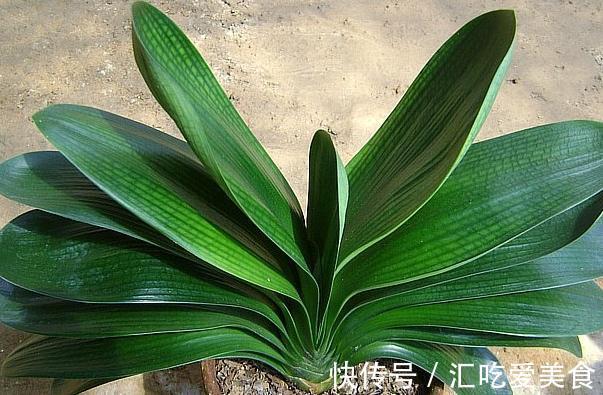 如何判断君子兰需要换盆了,看准这些