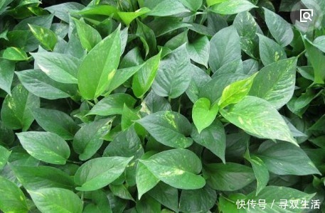 蹭蹭|“一片小药片”养啥花都旺,比黄豆水好用10倍,花卉蹭蹭长爆盆