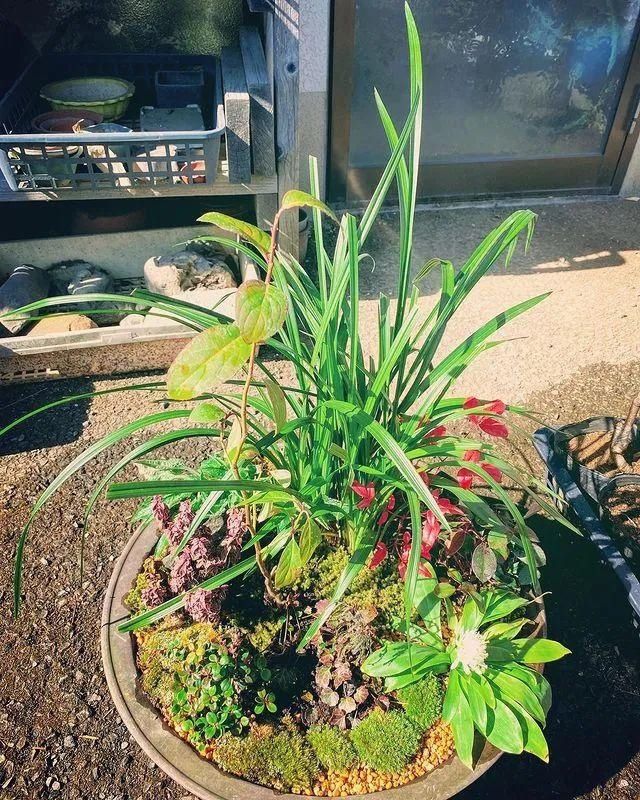 山野草，也高雅！