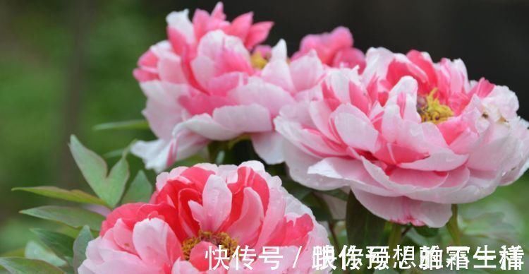 家里就养4种花,妖艳妖娆,层层交叠,烂漫迷人眼