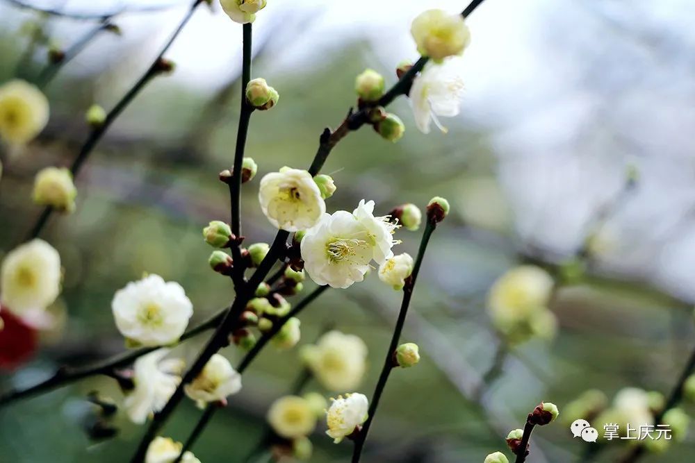 梅花|快看！濛洲公园的梅花开了