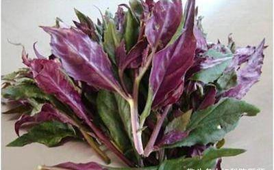 聰明的女人都愛吃以下食物，潤肺止痰，改善體質，改善失眠