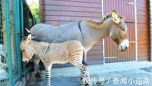 俄罗斯猪人是真的吗?认识那些真实存在的