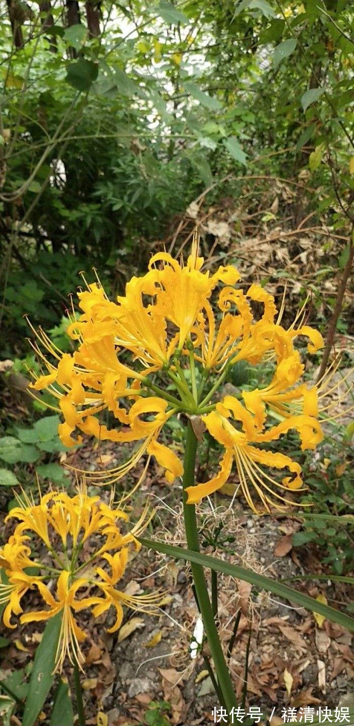 这花名字独特，秋天赏完金黄大花，满地的种子任你捡！