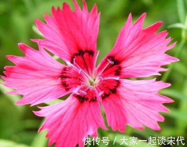几种花，开花漂亮又好养，养在哪里都爆盆，好运到来