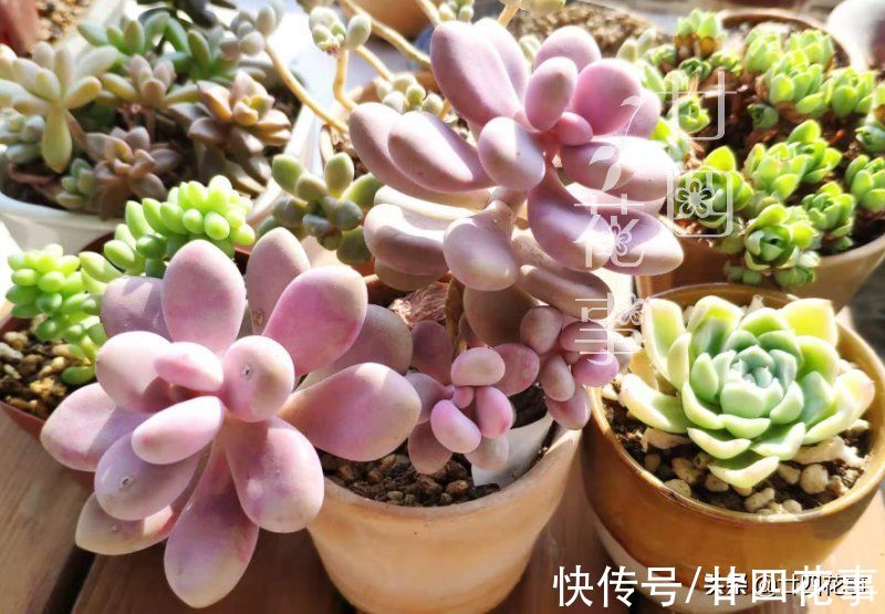 肉肉|秋天养多肉，运用3要素合理虐养，适当“进补”，养出果冻小胖墩