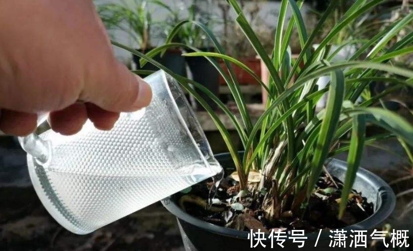 冬天给兰花晒太阳,了解掌握2个要点,长势旺开花美,新手来学学