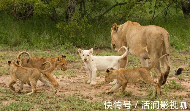 |动物搞笑照片的背后,是狮子的生存逻辑,和雄狮对流言蜚语的辩白
