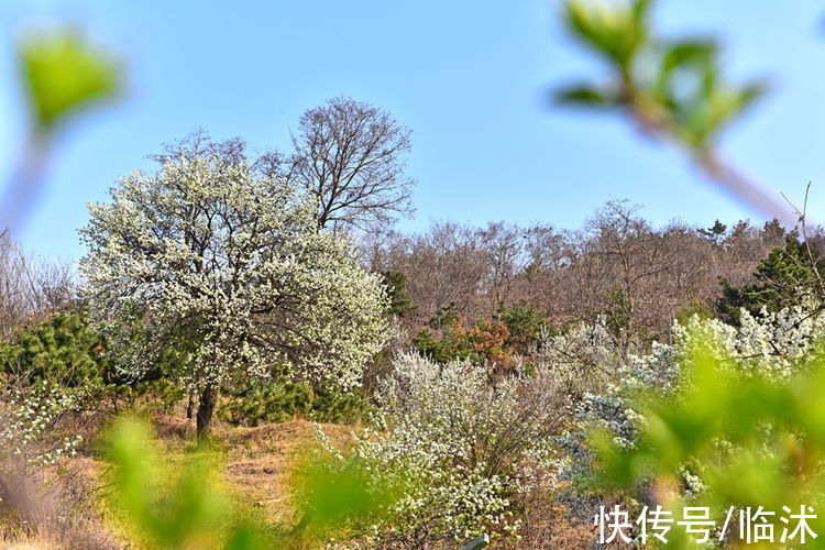 情定三生|美丽的苍马山