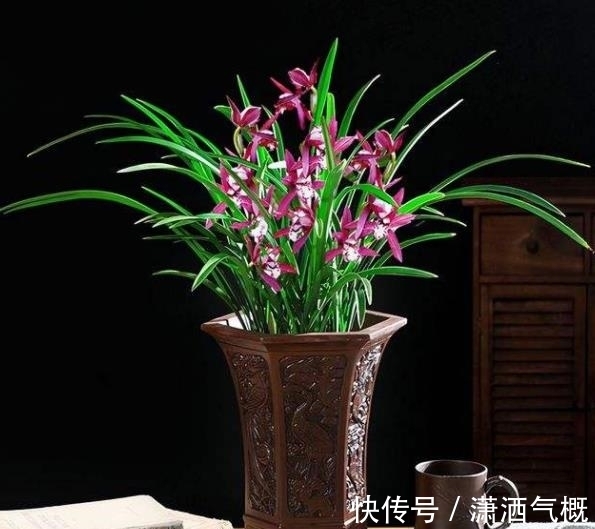 冬天给兰花晒太阳,了解掌握2个要点,长势旺开花美,新手来学学