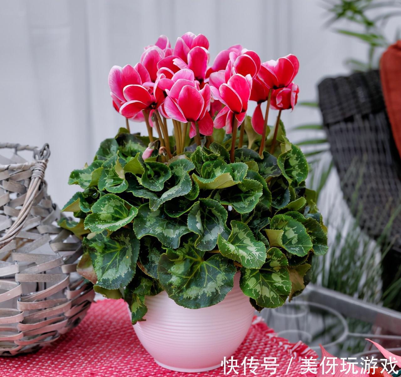 七种“富贵花”,适合冬天养,寓意吉祥又大气,关键还喜庆