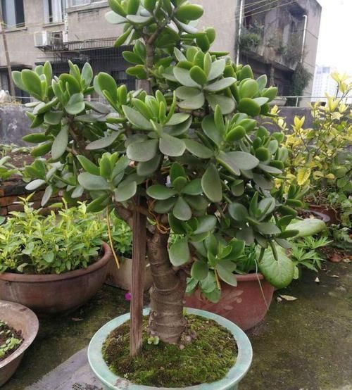 养护|客厅适合养树,好养又好看,空气更清新,新手也会养!