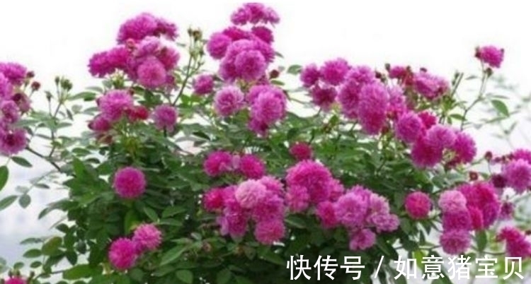 适应性|家里养这几款花卉,娇小不占地,便宜又好养,10元2盆