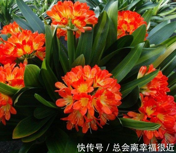 柠檬|家里最适合养上“3种花”,人养花,花也养人,解毒败火,值得养