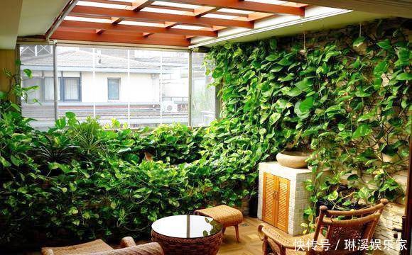 长枝|养绿萝，3种“万能肥”抵过正规肥，叶子绿的像刷漆，再也不黄叶