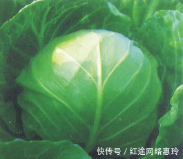 营养价值最高的十大蔬菜