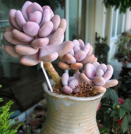 多肉盆栽,天冷不上色怎么办?关小黑屋叶子1个月就变糖果色